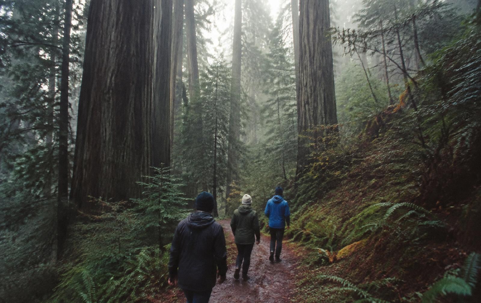 Three people walking a foggy redwood trail